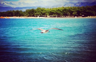 Birds flying over sea against sky