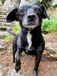 Close-up portrait of black dog sitting outdoors