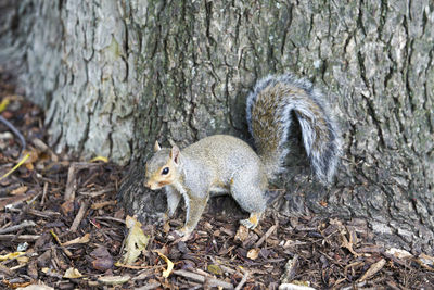 Squirrel on field