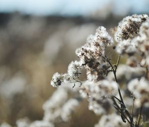 Close-up of flowers