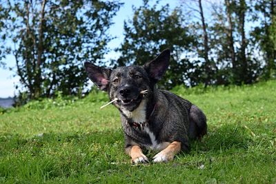Dog standing on grassy field