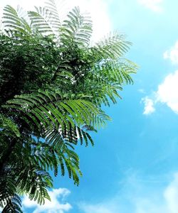 Low angle view of palm tree against blue sky