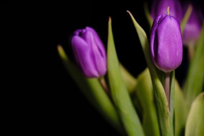 Close-up of purple crocus flower against black background