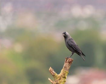 Close-up of bird perching on a plant