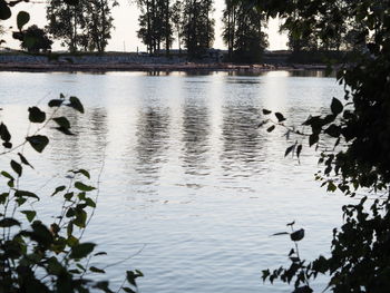 Ducks swimming in lake