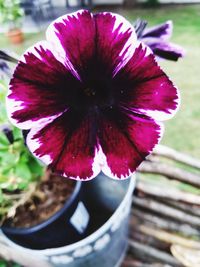 Close-up of purple flower