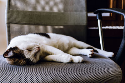 Close-up of a dog sleeping