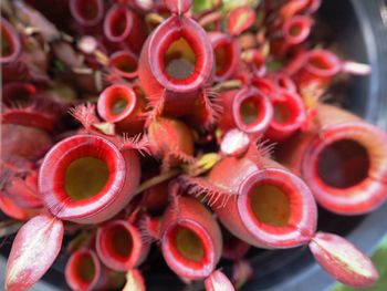 Close-up of red chili peppers