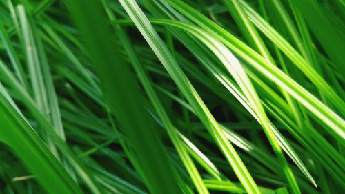 Full frame shot of grass growing on field