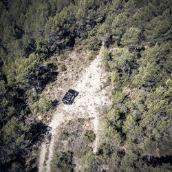 High angle view of road amidst trees in forest