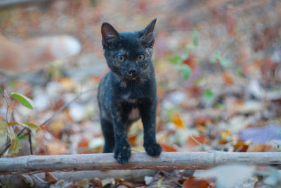 Portrait of black cat outdoors
