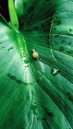 High angle view of insect on leaves