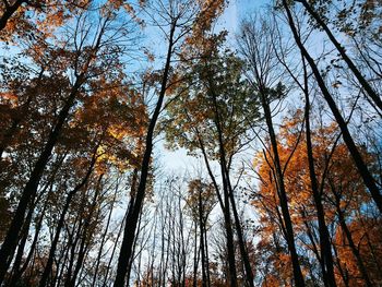 Low angle view of trees against sky