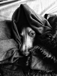 Close-up portrait of dog resting on sofa