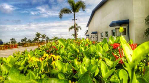 Plants and palm trees against sky