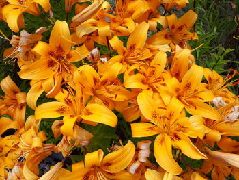 High angle view of yellow flowering plants