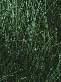 Full frame shot of raindrops on grass