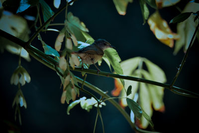 Close-up of bird perching on branch