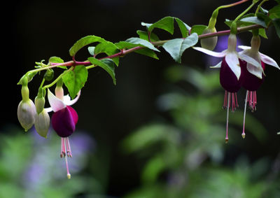 Close-up of purple flowering plant