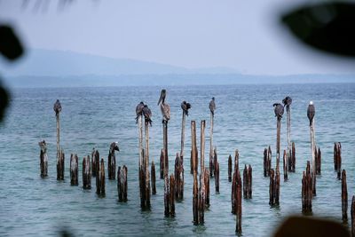 Birds perching on wooden posts in sea against sky