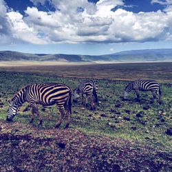 Zebras on landscape against sky