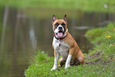Portrait of a dog on land