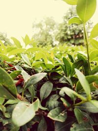 Close-up of leaves