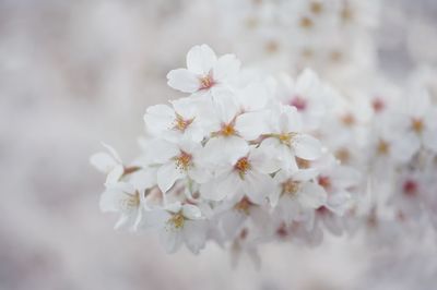 Close-up of white apple blossoms in spring