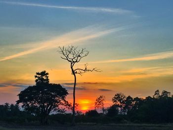 Silhouette trees on field against sky at sunset