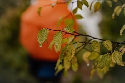 Close-up of  an umbrella in a rainy autumn day