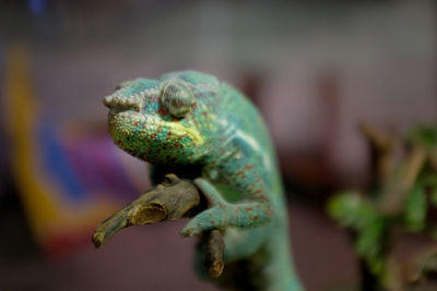 Close-up of frog on leaf