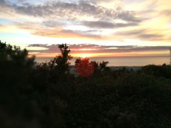 Trees on landscape against sky during sunset