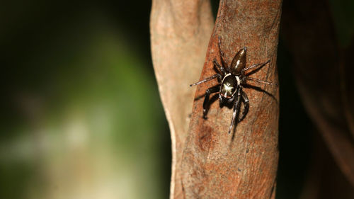 Close-up of insect on tree trunk