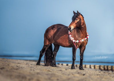 View of dog on beach