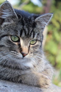 Close-up portrait of cat