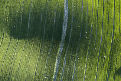 Scenic view of agricultural field