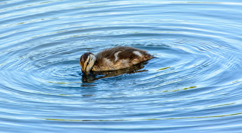 High angle view of duck swimming in lake