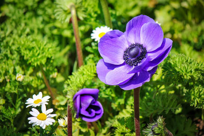 Close-up of purple flowering plant