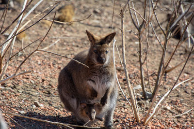 Kangaroo sitting on field