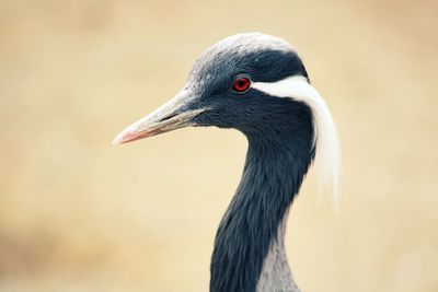 Close-up of duck