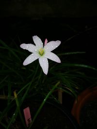 Close-up of wet flowering plant against black background