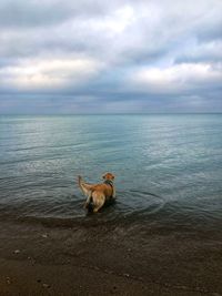 Dog on beach against sky