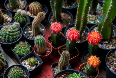 High angle view of potted plants