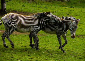 Zebras on field