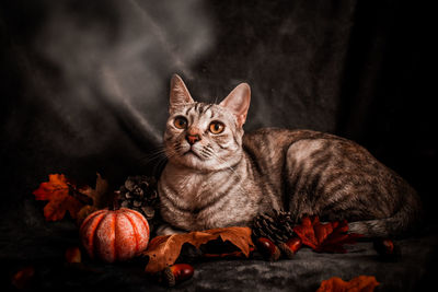 Portrait of cat sitting by pumpkin