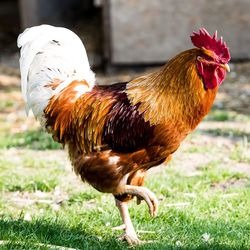 Close-up of rooster on land