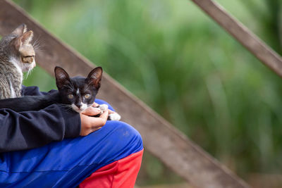 Portrait of cat sitting outdoors