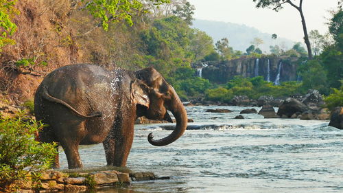 Close-up of elephant in water