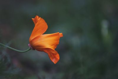 Close-up of orange flower
