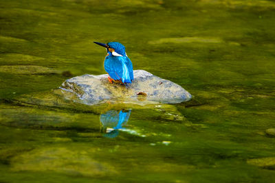 Bird perching on blue lake